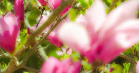 cropped-magnolia1.jpg